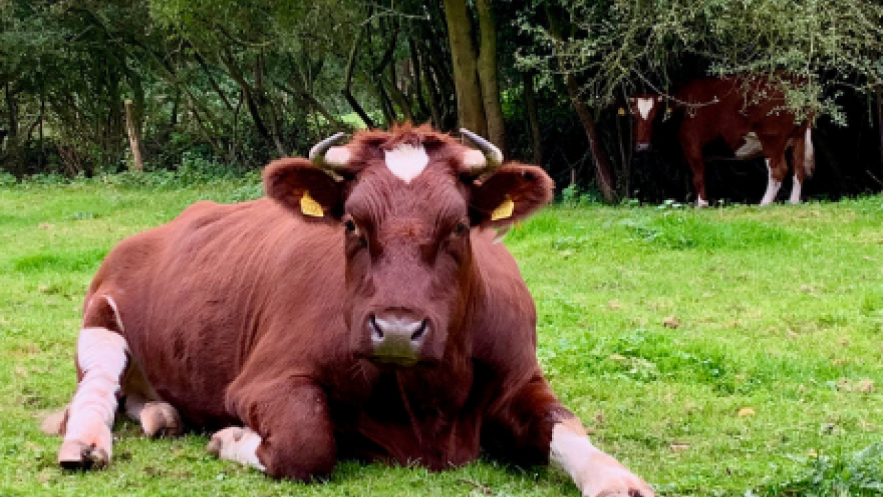 Dierenbescherming blij met wijziging Wet dieren