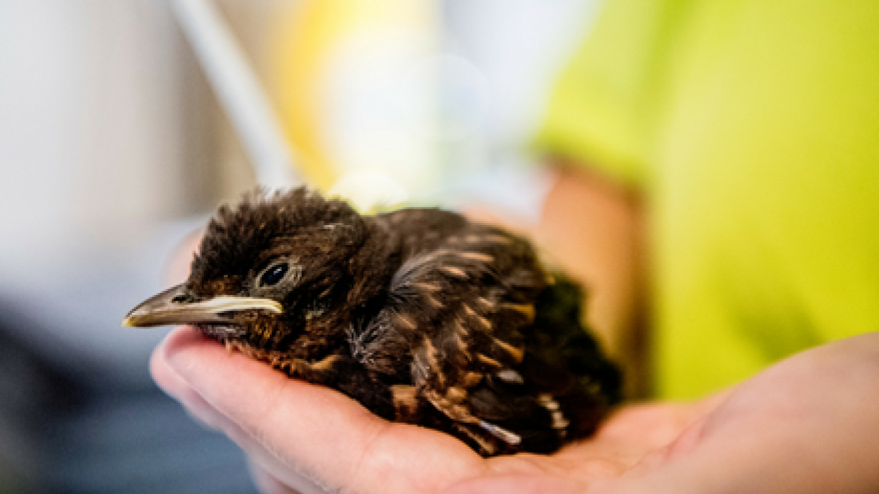 Primeur: Geld voor wilde dieren in Limburg