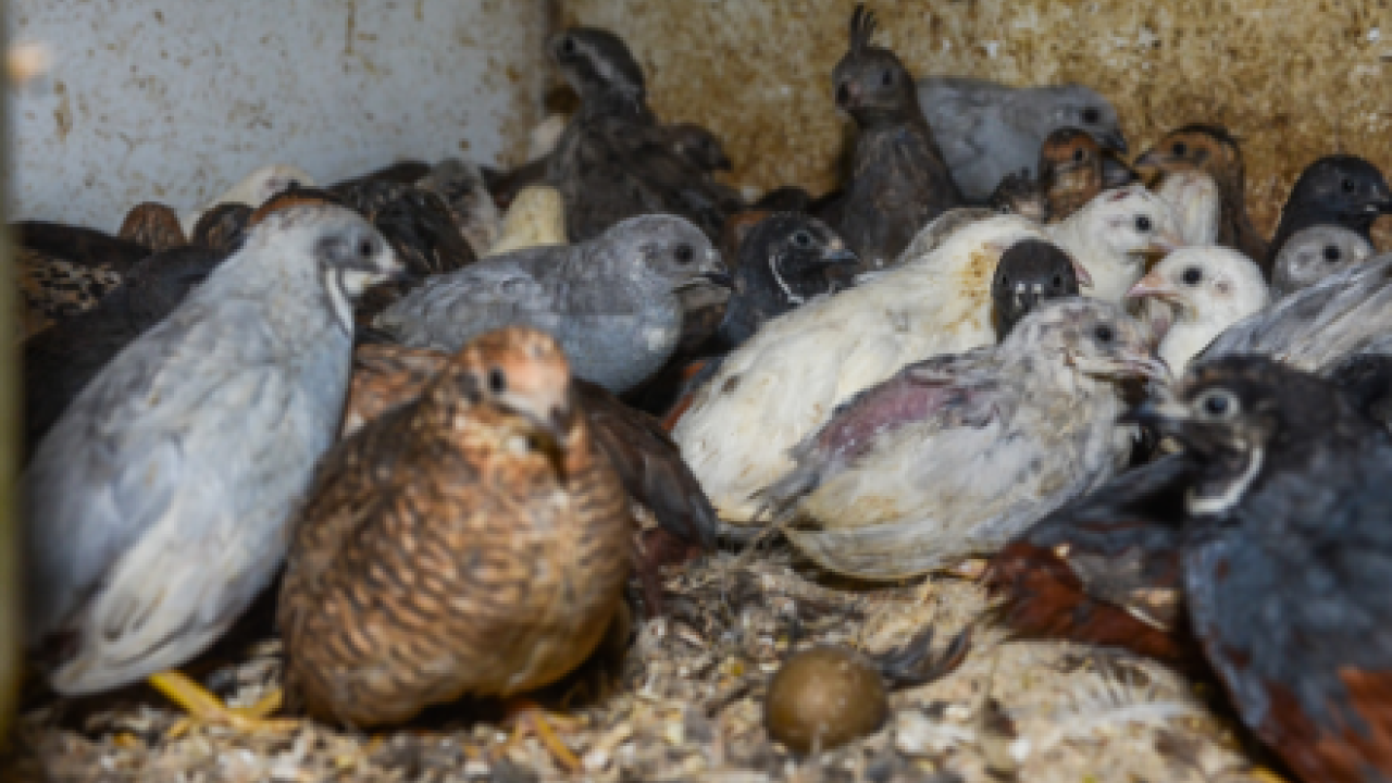 Duizenden vogels onder verschrikkelijke omstandigheden gefokt