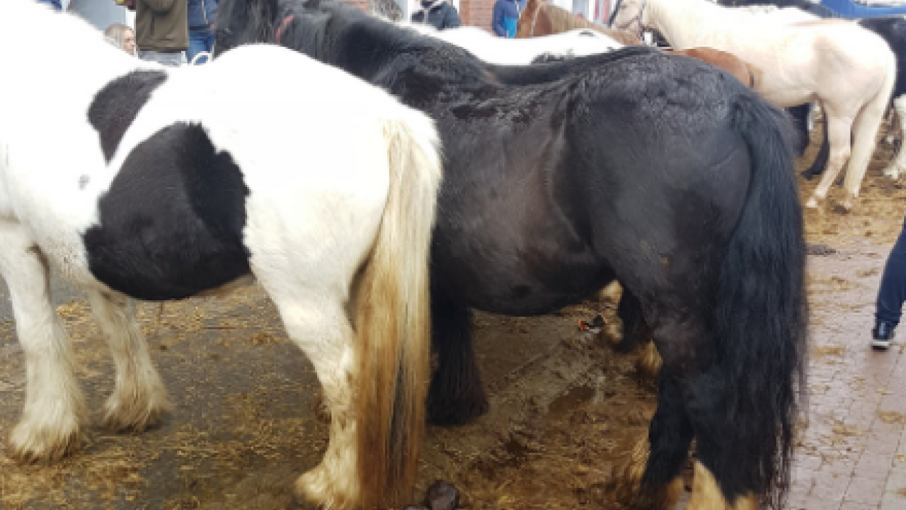 Dierenbescherming doet aangifte tegen organisatie paardenmarkt Hedel