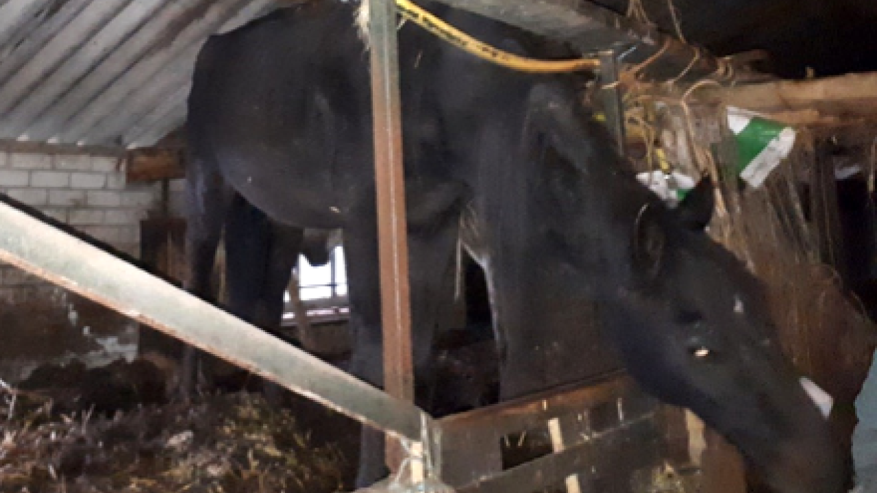 14 paarden uit vervallen schuur bevrijd
