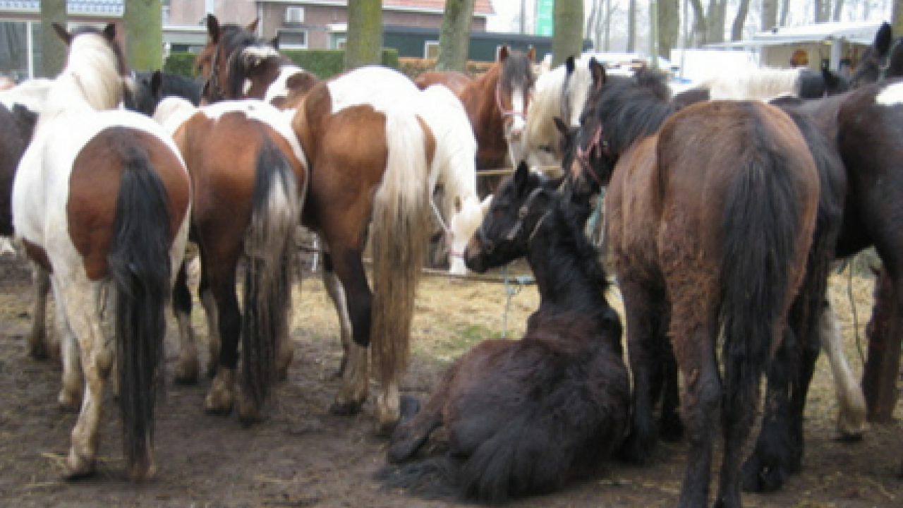 Paardenmarkten willen geen verbetering dierenwelzijn