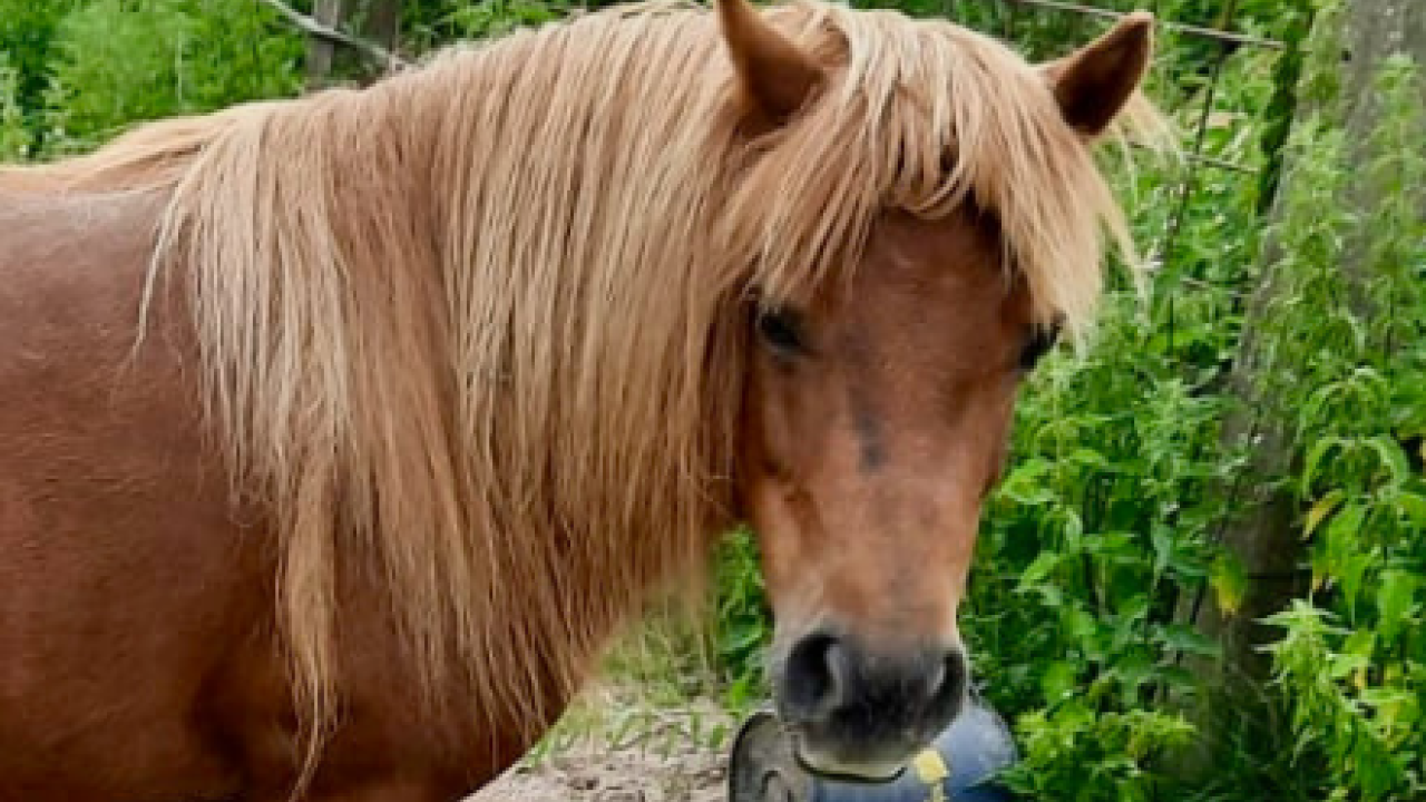 Pony met hoefbevangenheid geeuthanaseerd