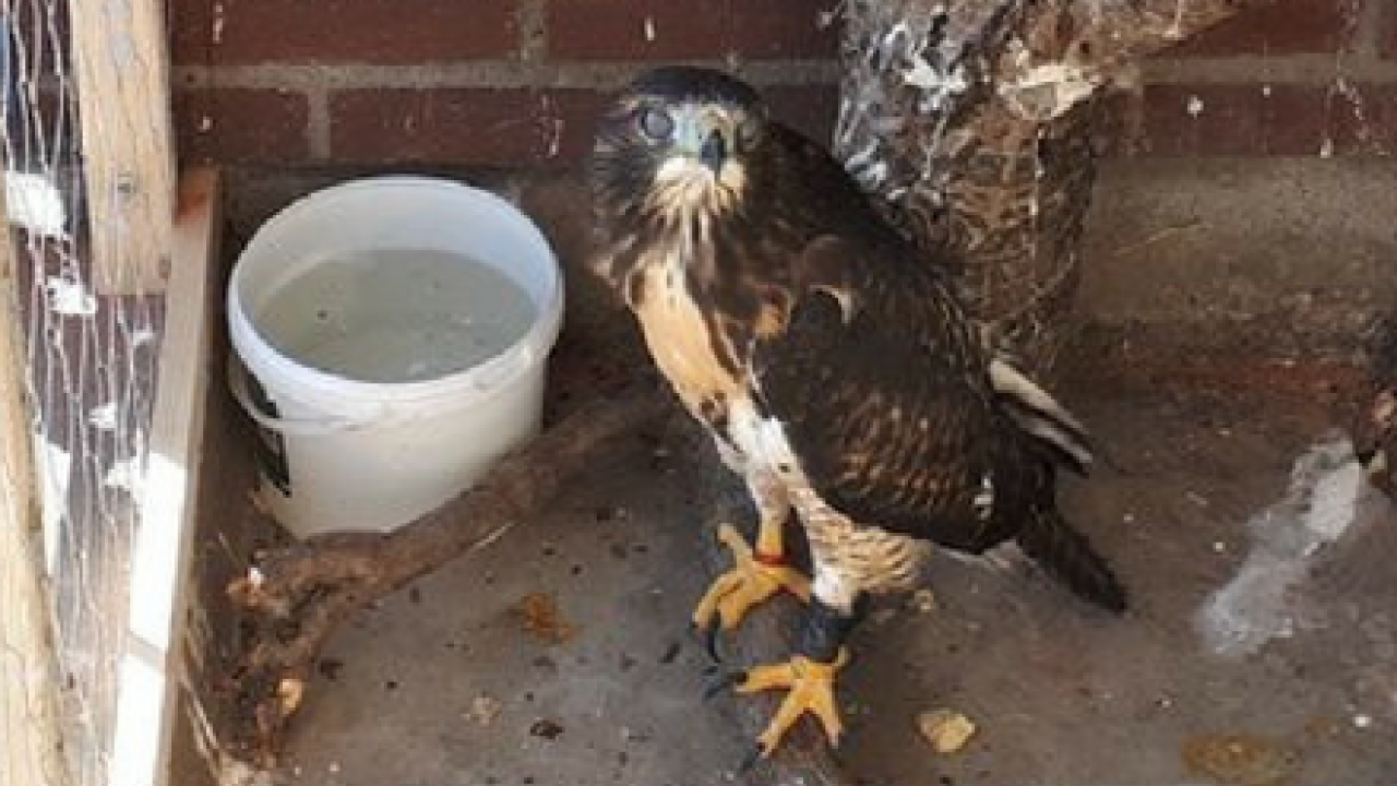 Verwaarloosde roofvogel van balkon gered