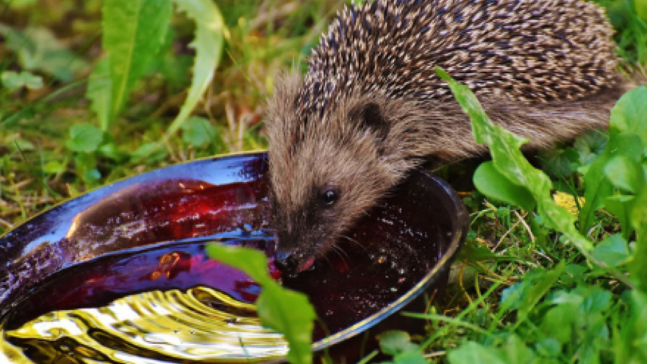Tuin vooral kroeg voor insecten en kleine dieren