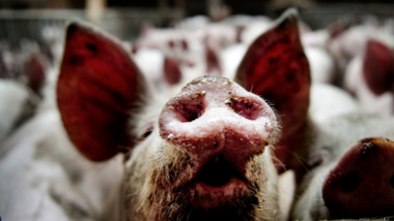 Boeren komen niet met structurele oplossing stikstofprobleem