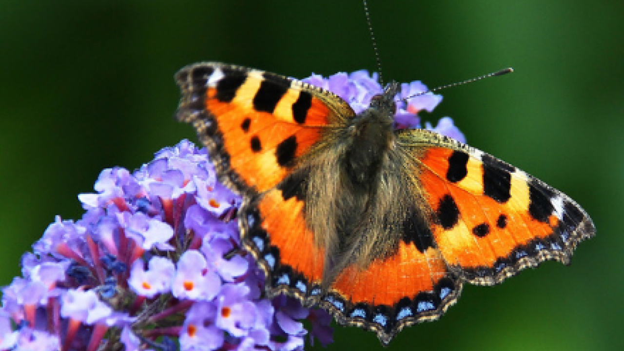 Tuinen redding voor insecten en kleine dieren?