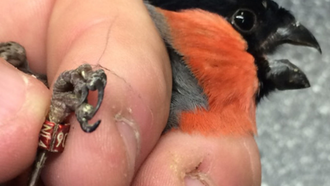Illegale vogelvanger opnieuw betrapt