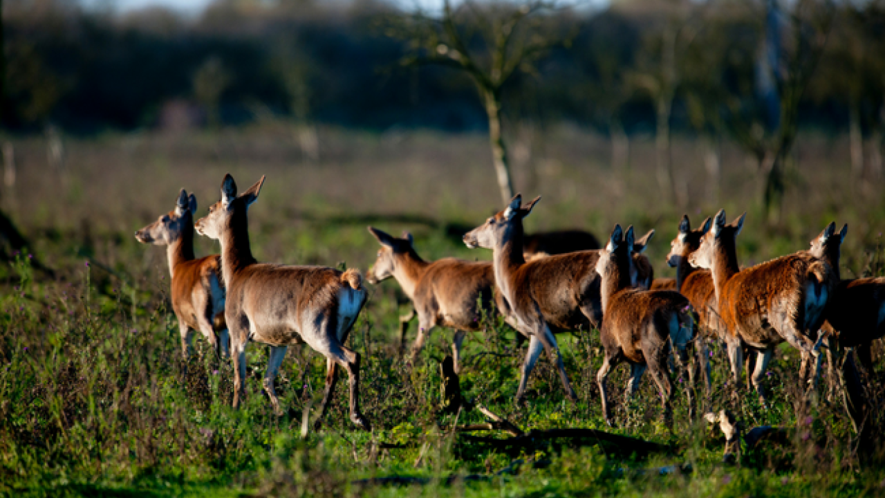 Doek valt voor edelherten in Oostvaardersplassen