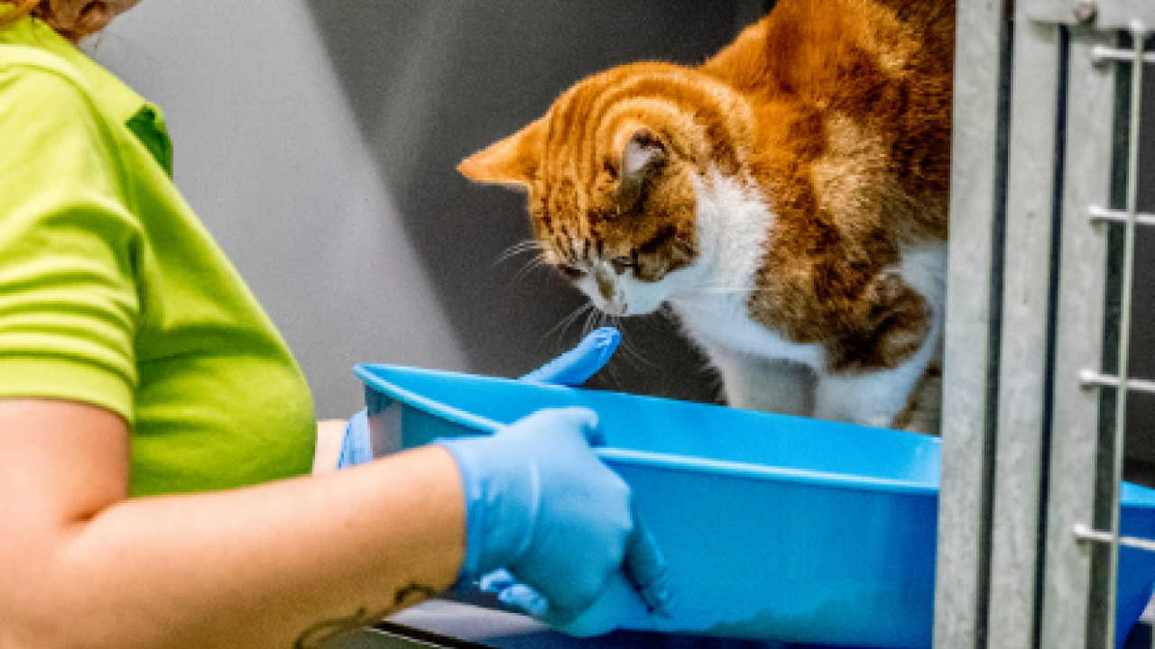 Zorg voor dieren in gedrang door coronavirus