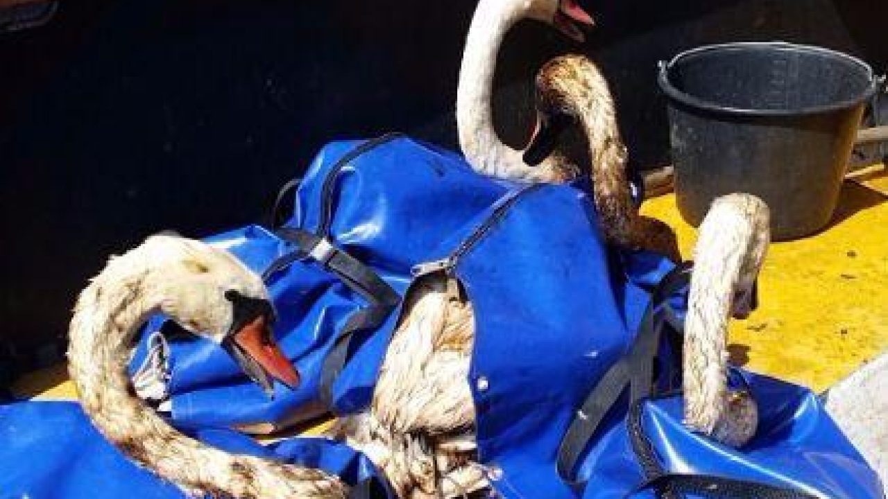 Dierenambulance vangt tientallen met olie besmeurde zwanen