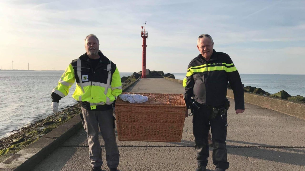 Zeehond in Hoek van Holland verplaatst
