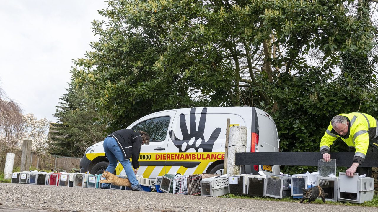 Buitenplekken voor verwilderde katten gezocht