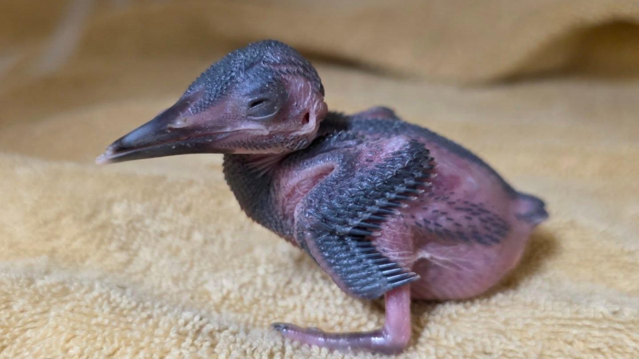 Art de babyijsvogel groeit succesvol op in een pleeggezin