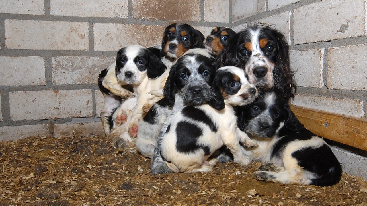 Succes: maatregelen tegen foute puppyhandel!