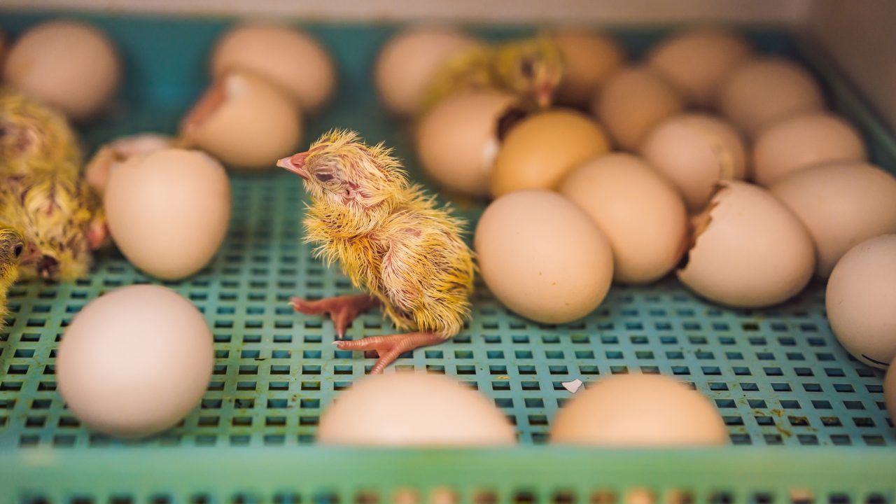 Doden van eendagshaantjes moet stoppen