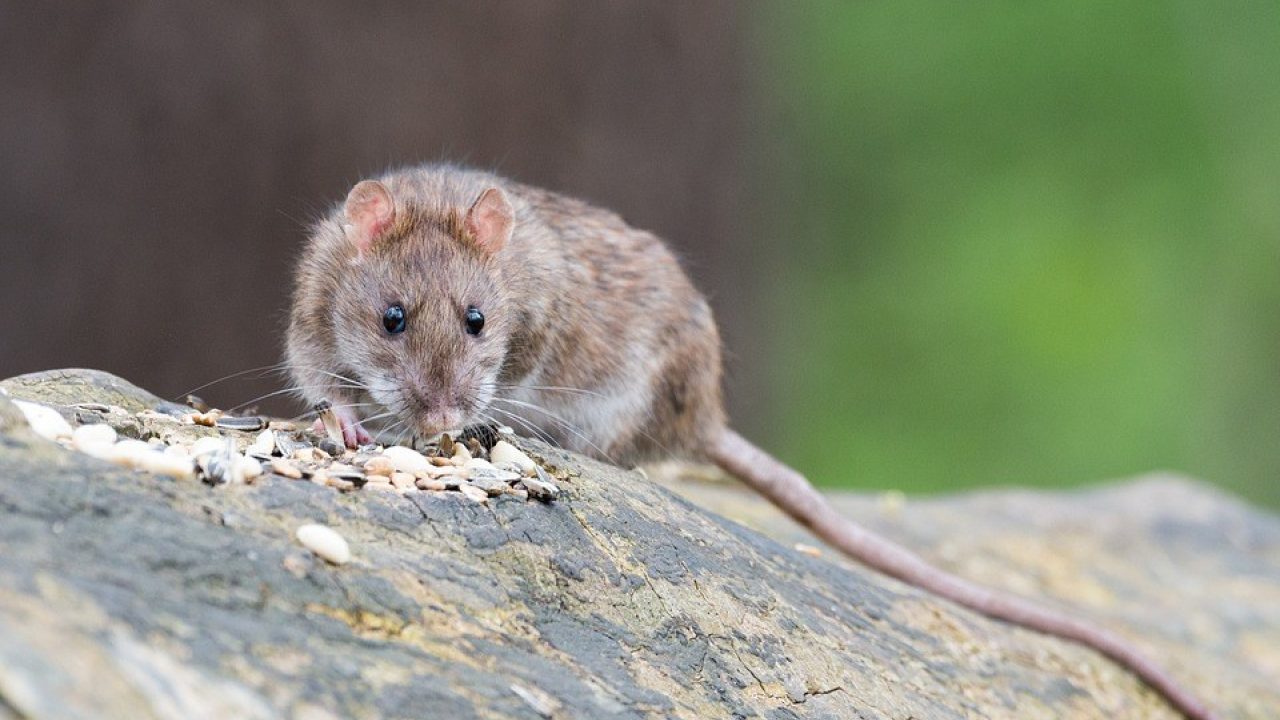 ‘Rat in de stad, zo voorkom je dat!’