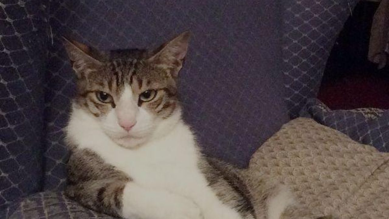 Ken je containerkitten Ysraël nog? Het gaat goed met hem!