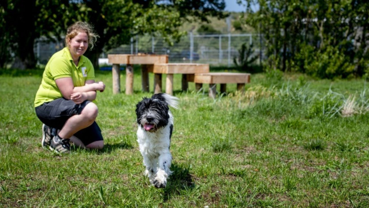 David en Goliath waren graatmager