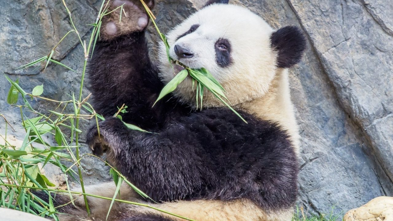 Dierentuinen: een balans tussen welzijn en verwondering?