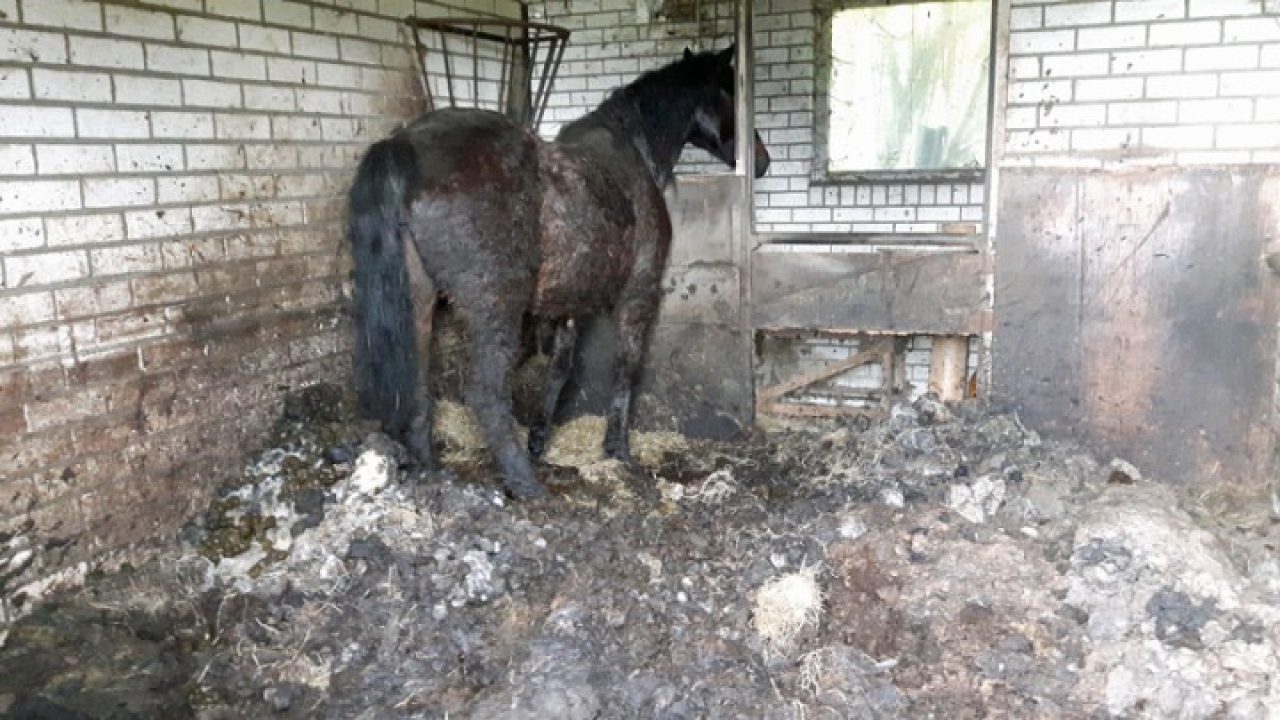 Vergeten pony Bietje