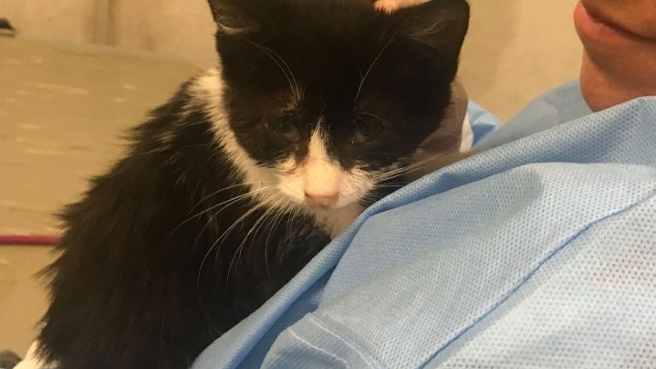 Bobbie en Teddy: 6 weken oud en gedumpt