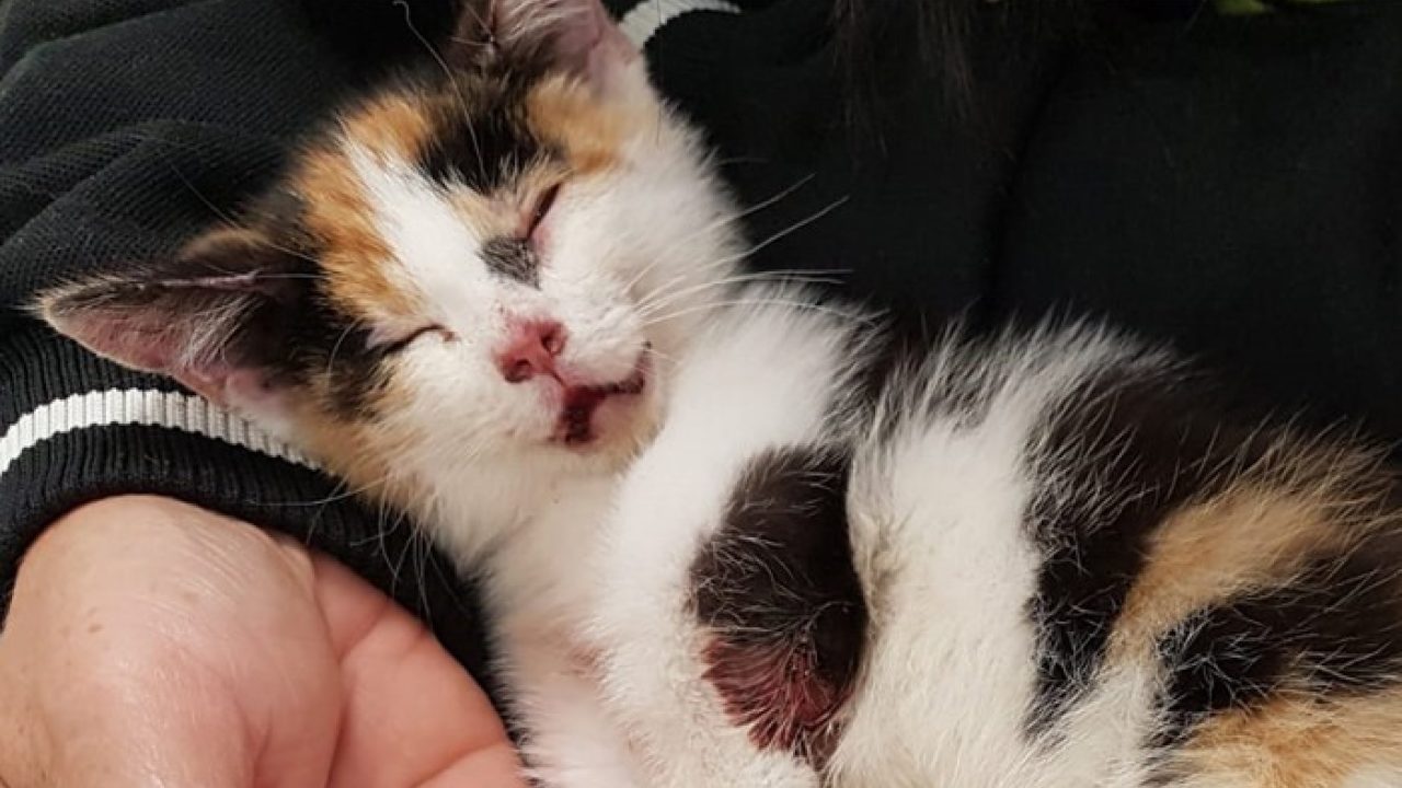 Kitty was gruwelijk mishandeld