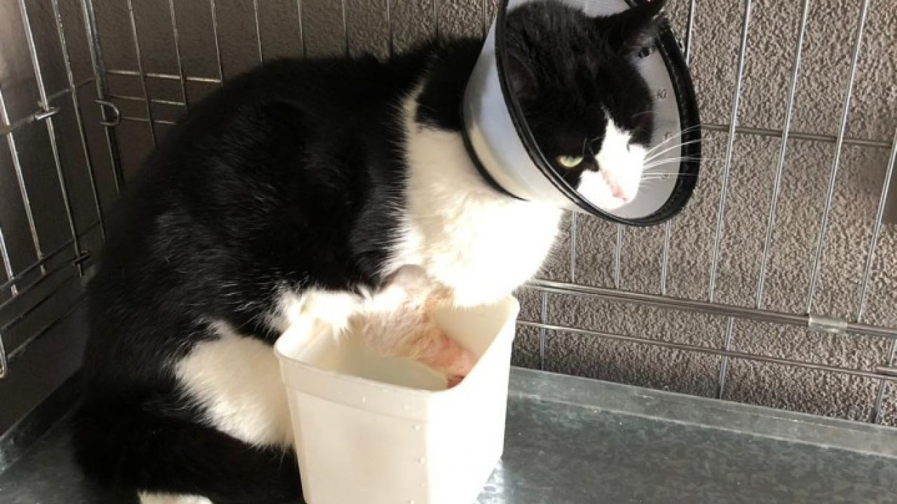 Tommie was aangereden