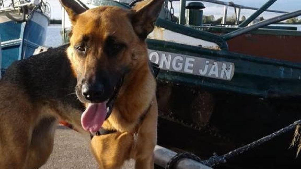 Hond Coda dertien dagen vermist