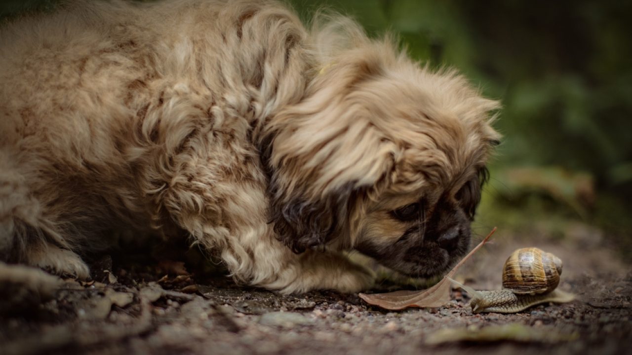 Ruikt een hond angst?