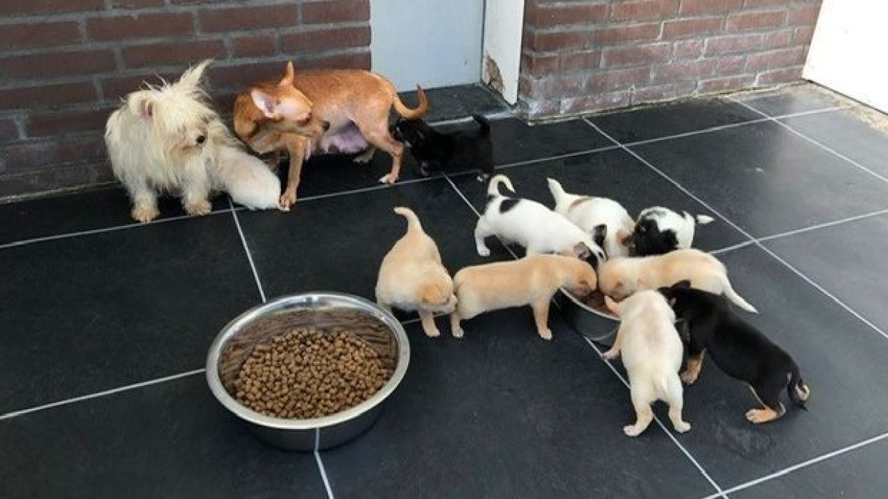 Dierentehuis Kennemerland verwelkomt 40 hondjes