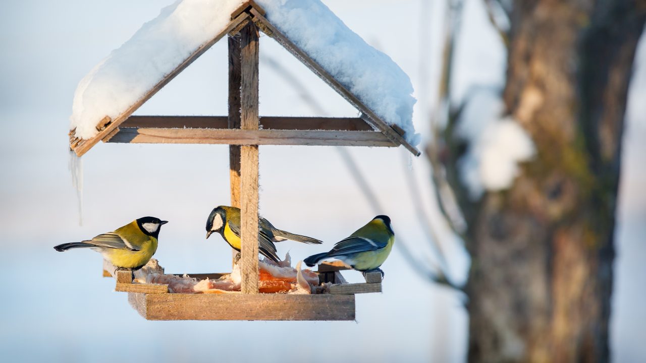 Nieuwe lesbrief: dieren in de winter