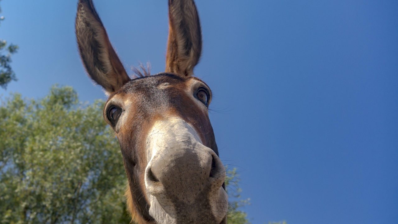 Dierenbescherming blij met huis- en hobbydierenlijst