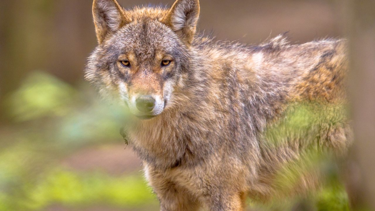 Wolf onnodig in zwaar weer