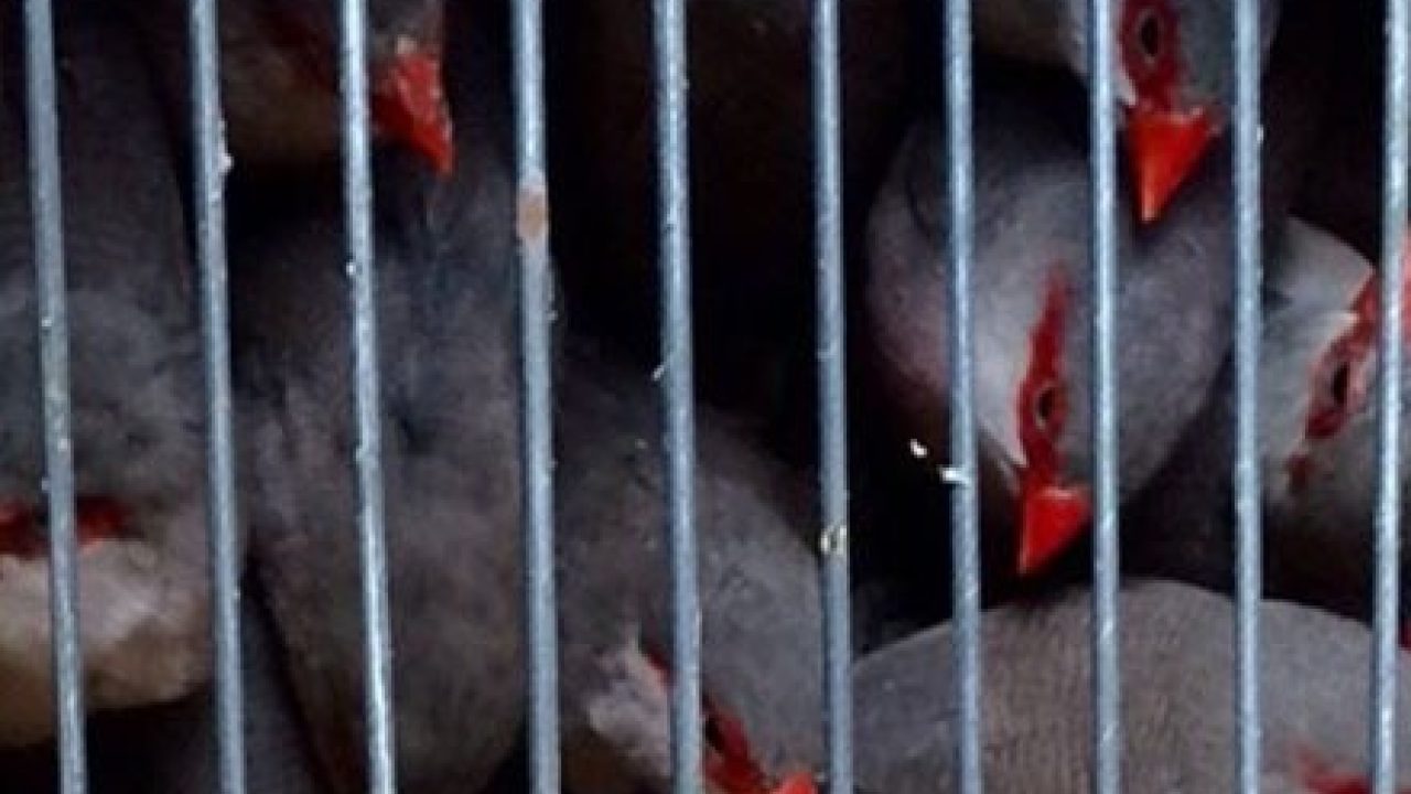 Ruim 1.000 illegale vogels in beslag genomen