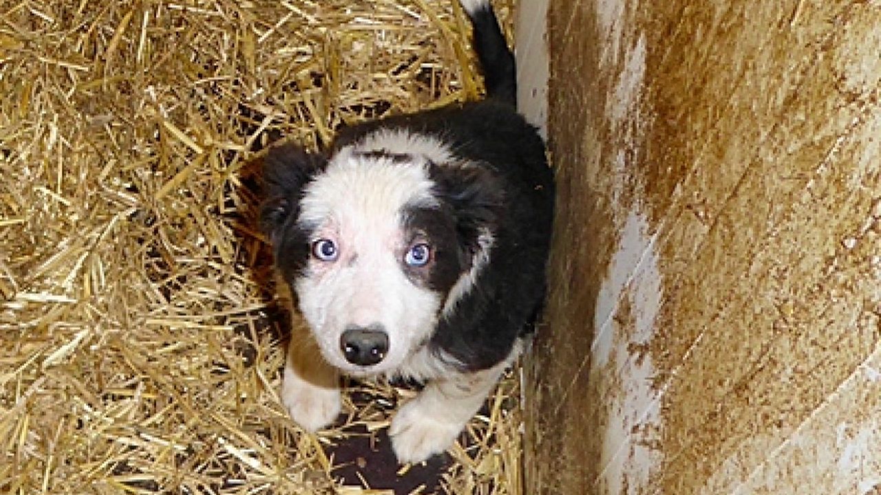 Jessie: net op tijd gered uit de puppyhandel