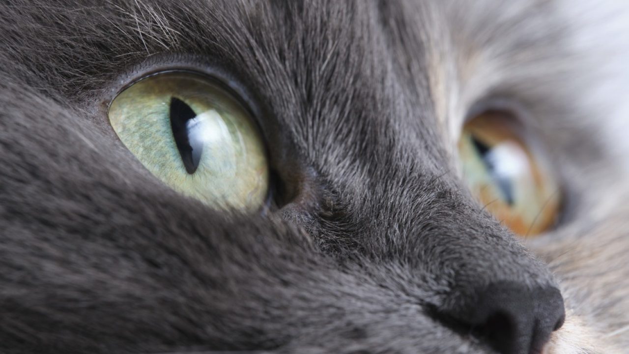 Poolse katten besmet met vogelgriep