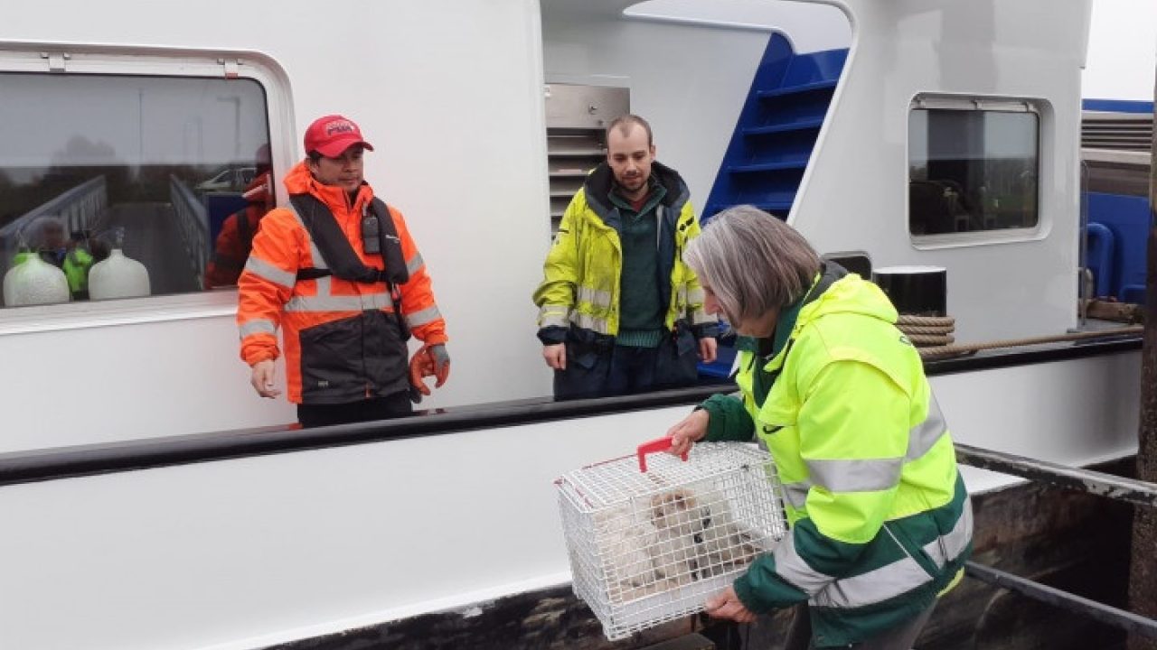 Kater Jimmie voer helemaal van Groningen naar Zeeland