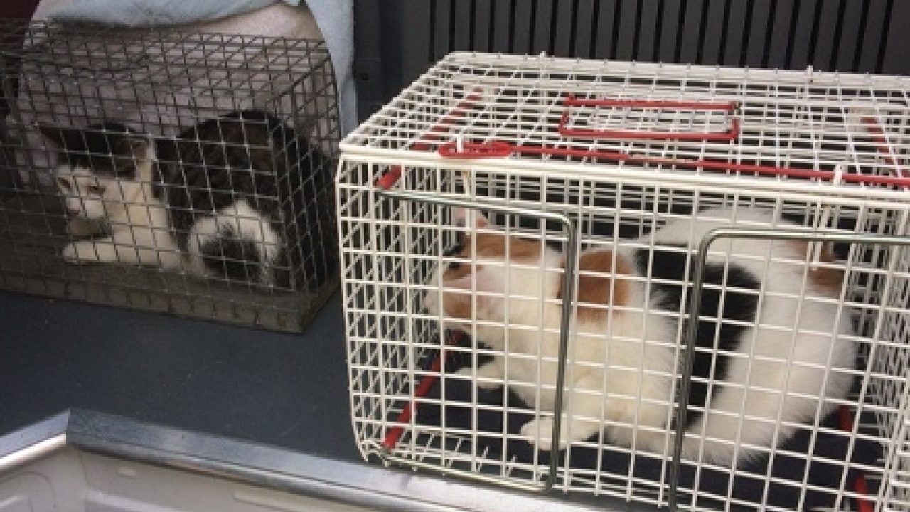 26 verwaarloosde katten uit vervuilde woning gehaald