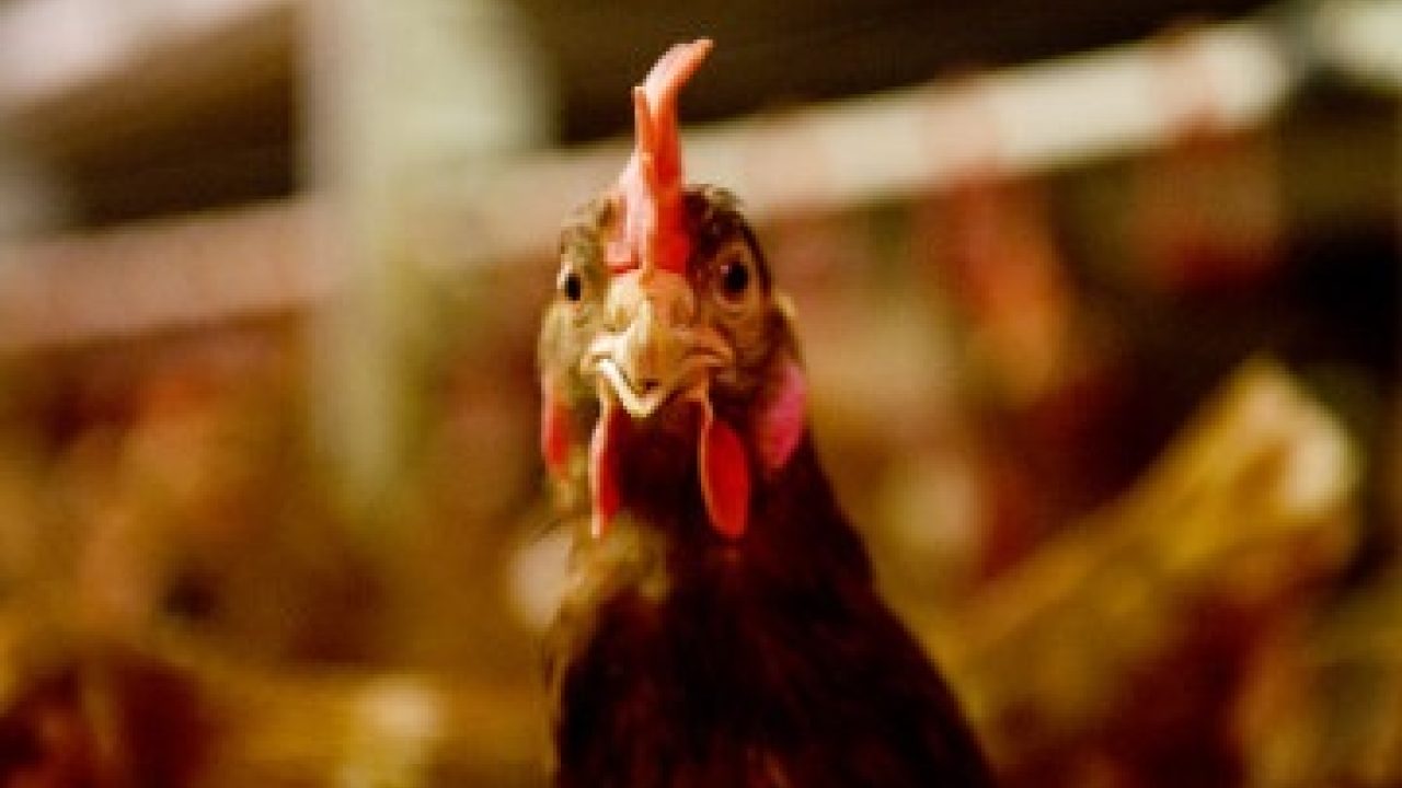 Stop verminkingen in de vee-industrie