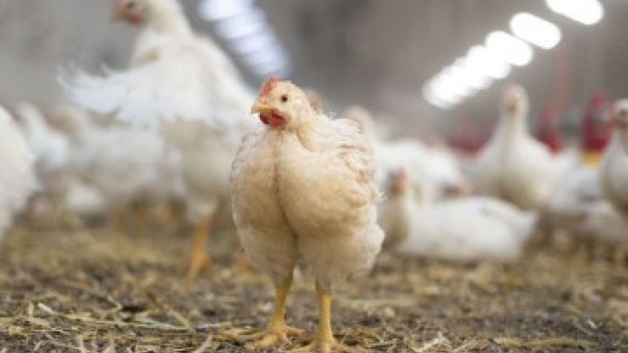 Keurmerk slaat mijlpaal: sterrenkip verovert supermarkt