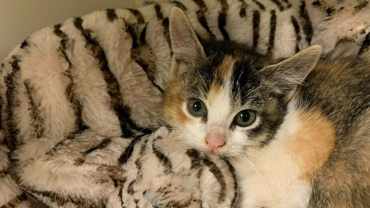 Help moederloze kittens