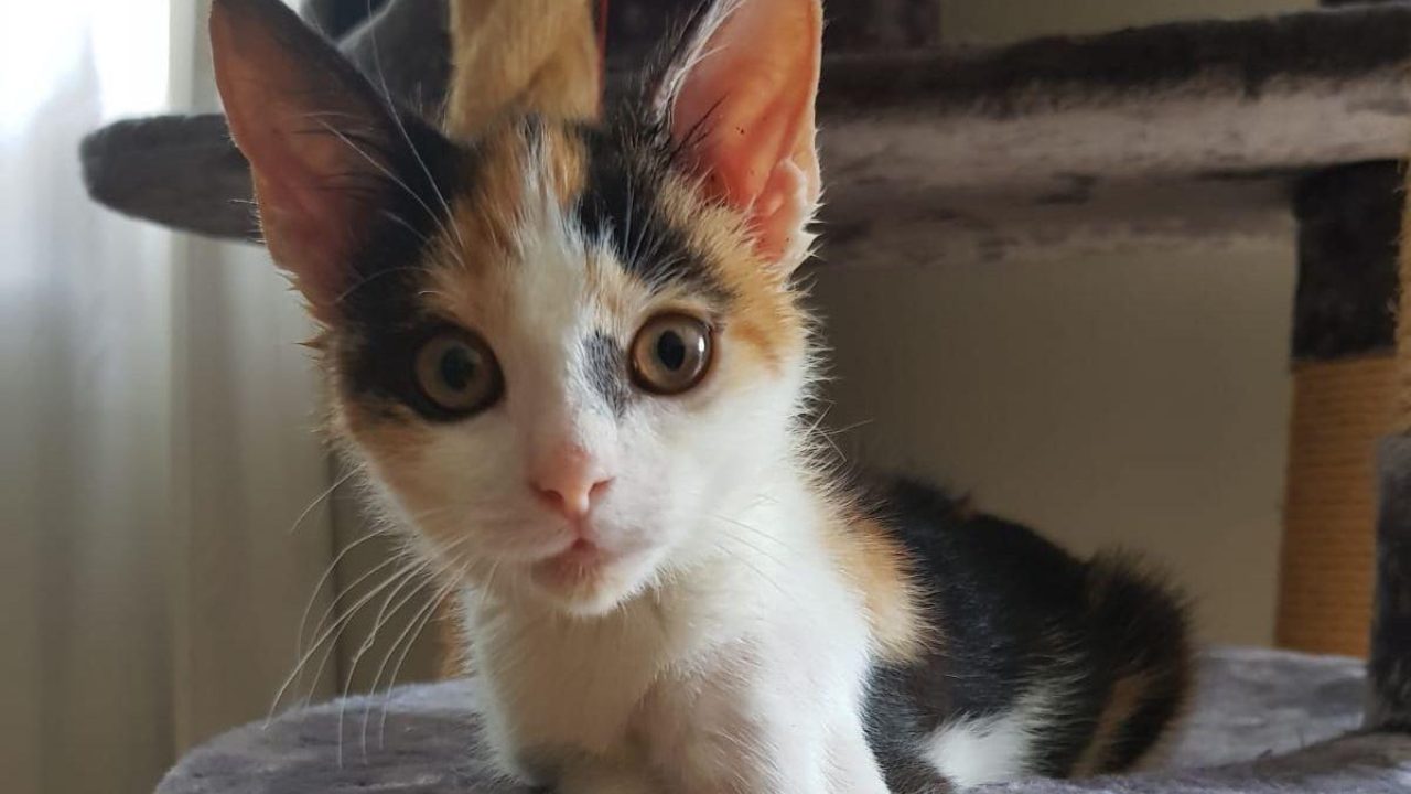 Kitten Kitty is een vechtertje