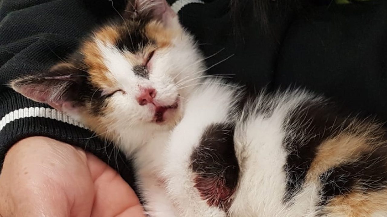 Kitten met tiewraps vastgebonden aan hek