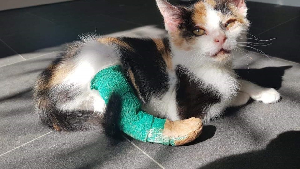 NFI jaagt op dierenbeul Kitty