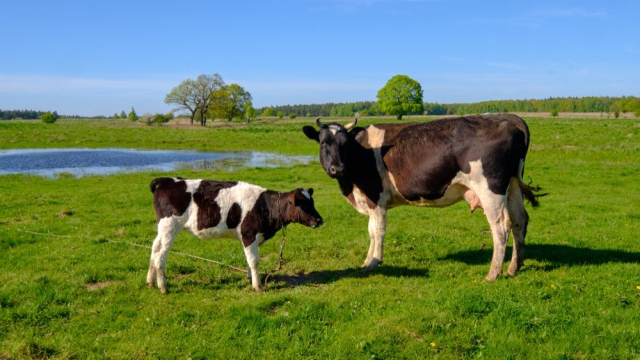 Teloorgang weidegang: wetgeving nodig