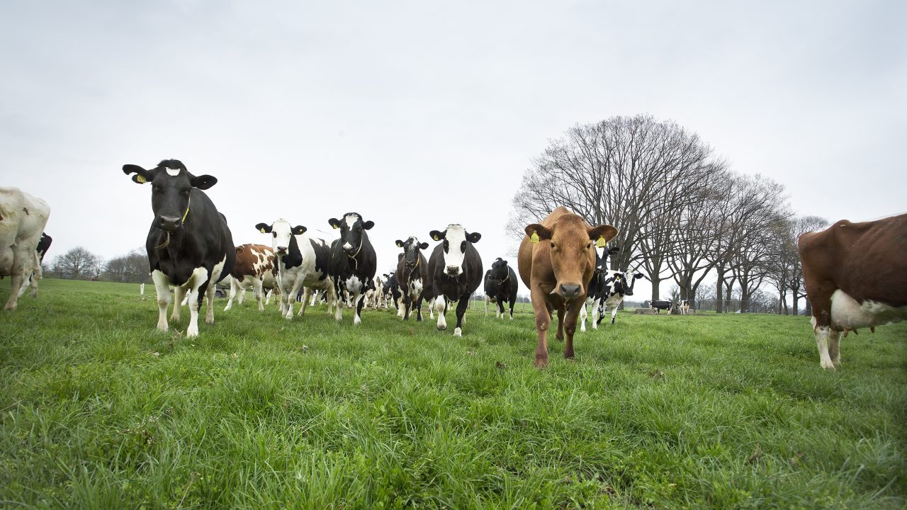 Van veetransport tot rashond: debat dierenwelzijn in Tweede Kamer