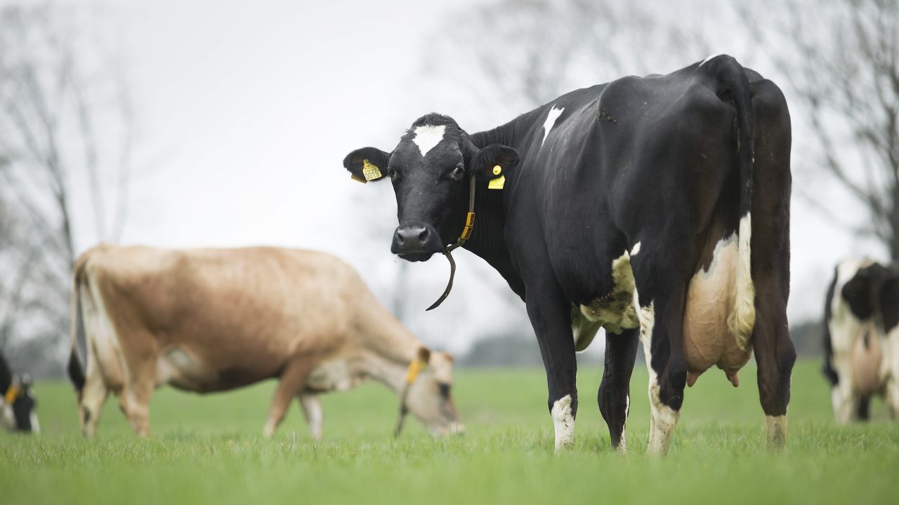 Winnaar Deltaplan Veehouderij Awards