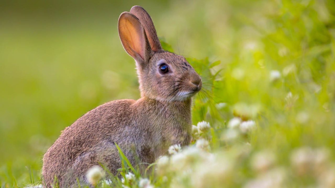 Dierenbescherming en Universiteit Utrecht starten onderzoek naar welzijn konijn