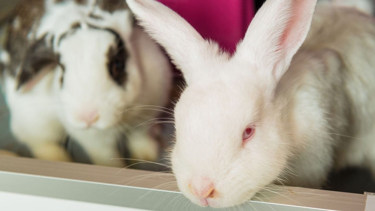 Baasjes zoeken naar maatje voor konijn